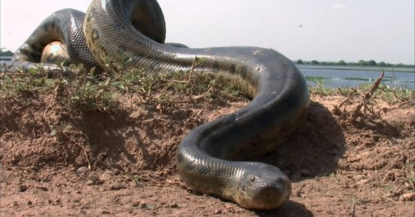 Τεράστιο ανακόντα επιτίθεται σε πέντε άνδρες – Πως προστατεύεται κανείς από τα θανατηφόρα σαγόνια του (βίντεο)